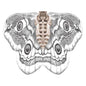 Lady's Butterfly Shawl